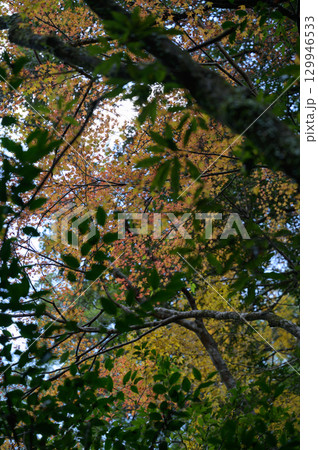 紅葉と緑の葉が織りなす秋の森 129946533