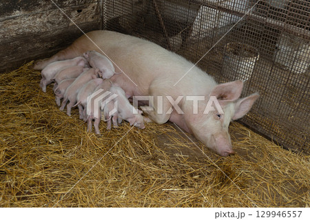 Pig Nursing Piglets in a Farm Setting During Daylight Hours 129946557