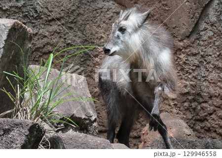 ニホンカモシカ 129946558