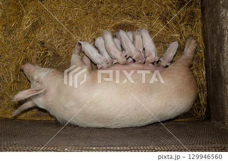 Mother Pig Nursing Her Piglets in a Cozy Barn Environment During the Morning Hours 129946560