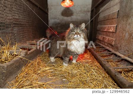 Cat Exploring a Barn Filled With Straw Under a Warm Light During the Evening 129946562