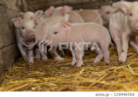 Young Piglets Exploring Their Surroundings in a Cozy Farm Barn 129946568