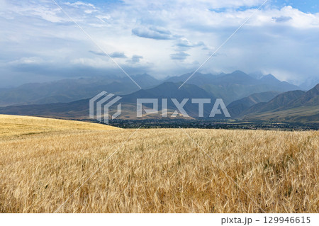 Golden wheat field in the highlands. agricultural background. Golden wheat field in the highlands. agricultural background. 129946615