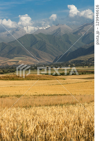 Golden wheat field in the highlands. agricultural background. 129946616