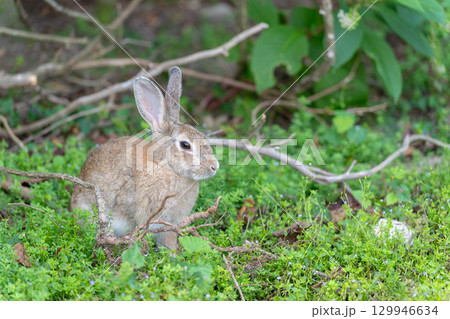 森のウサギ 129946634