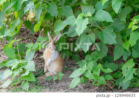 立ち上がる森のウサギ 129946635