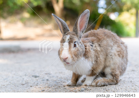 カメラに驚くウサギ カメラに驚くウサギ 129946643