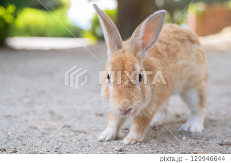 カメラを睨むウサギ カメラを睨むウサギ 129946644