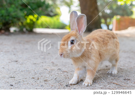 大久野島のウサギ 129946645