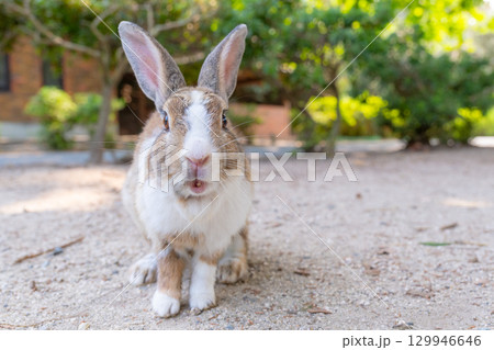 唄うウサギの記念撮影 唄うウサギの記念撮影 129946646