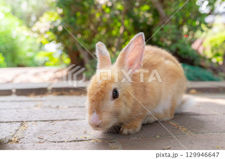 カメラが気になる子うさぎ 129946647