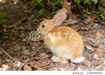 葉っぱを食べる子うさぎ 葉っぱを食べる子うさぎ 129946648