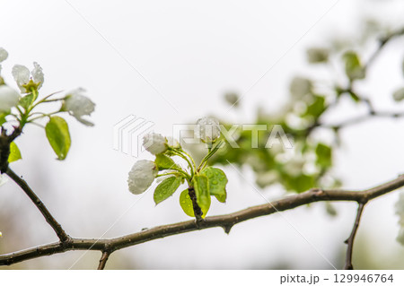 White blossoming apple trees with rain drops 129946764