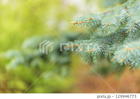 Closeup of fir branches with young buds. Spring nature concept. Fir branches with fresh shoots 129946773