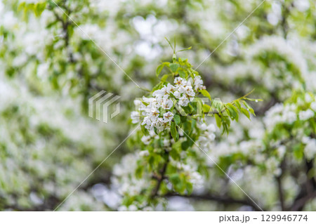 White blossoming apple trees with rain drops 129946774