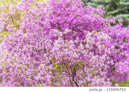 Pink flowers of Siberian rhododendron copy space. Rhododendron dauricum. Spring flowering of Altai rhododendron. Pink flowers of Siberian rhododendron copy space. Rhododendron dauricum. Spring flowering of Altai rhododendron. 129946783