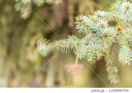 Closeup of fir branches with young buds. Spring nature concept. Fir branches with fresh shoots 129946784