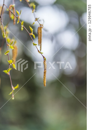 Birch branches with fresh green leaves and seeds. Birch tree branch, Betula pendula. 129946785
