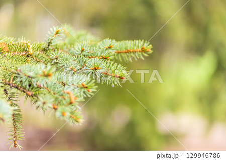 Background of green spruce branches with water drops after rain Background of green spruce branches with water drops after rain 129946786