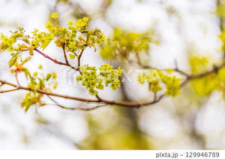 Blooming Norway Maple, Acer platanoides, in beautiful light 129946789
