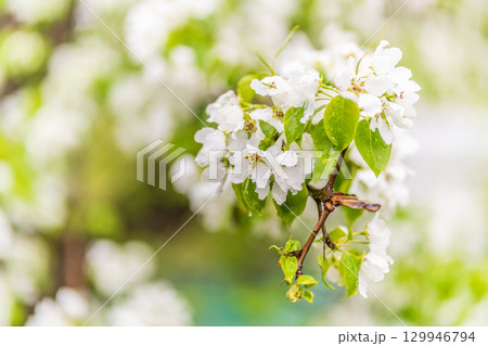 White blossoming apple trees with rain drops White blossoming apple trees with rain drops 129946794