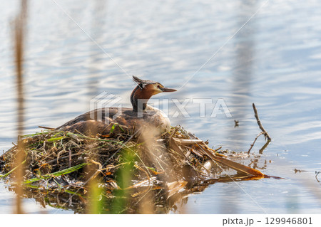 Great Crested Grebe, Podiceps cristatus, water bird sitting on the nest, nesting time on the green lake Great Crested Grebe, Podiceps cristatus, water bird sitting on the nest, nesting time on the green lake 129946801