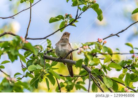 Thrush Nightingale, Luscinia luscinia. A bird sits on a tree branch and sings Thrush Nightingale, Luscinia luscinia. A bird sits on a tree branch and sings 129946806