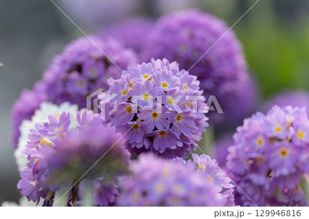 Primula denticulata purple in springtime. Pink Primula denticulata (Drumstick Primula) in garden 129946816