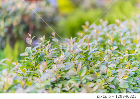 Nature of green leaf in garden at summer. Natural green leaves plants using as spring background cover page environment ecology Nature of green leaf in garden at summer. Natural green leaves plants using as spring background cover page environment ecology 129946823