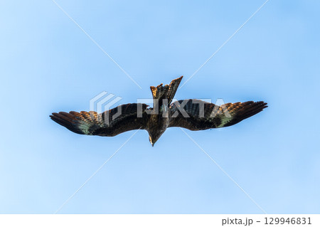 The bird of prey Black Kite flying in blue Sky 129946831