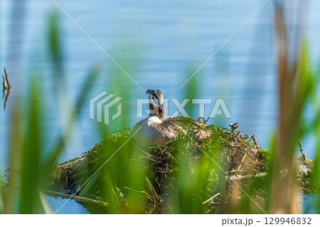 Great Crested Grebe, Podiceps cristatus, water bird sitting on the nest, nesting time on the green lake 129946832