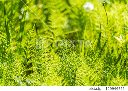 Wood horsetail (Equisetum sylvaticum) growing in the forest close up. Equisetum arvense, the field horsetail or common horsetail. Perennial herb Wood horsetail (Equisetum sylvaticum) growing in the forest close up. Equisetum arvense, the field horsetail or common horsetail. Perennial herb 129946833