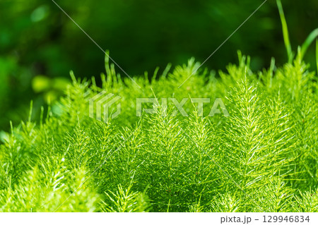 Wood horsetail (Equisetum sylvaticum) growing in the forest close up. Equisetum arvense, the field horsetail or common horsetail. Perennial herb Wood horsetail (Equisetum sylvaticum) growing in the forest close up. Equisetum arvense, the field horsetail or common horsetail. Perennial herb 129946834