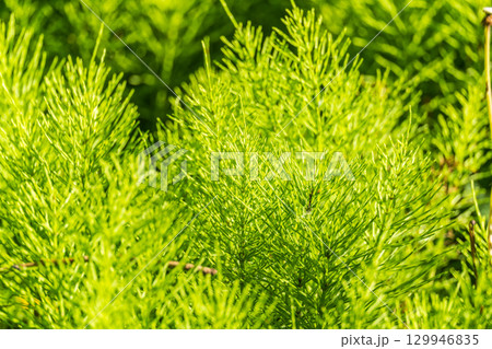Wood horsetail (Equisetum sylvaticum) growing in the forest close up. Equisetum arvense, the field horsetail or common horsetail. Perennial herb Wood horsetail (Equisetum sylvaticum) growing in the forest close up. Equisetum arvense, the field horsetail or common horsetail. Perennial herb 129946835