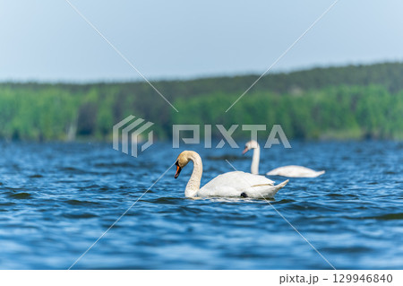 Two Graceful white Swans swimming in the lake, swans in the wild 129946840