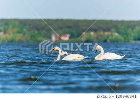 Three graceful white swans swims in the lake, swans in the wild. 129946841
