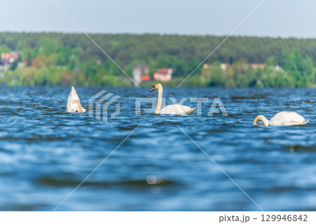 Three graceful white swans swims in the lake, swans in the wild. 129946842