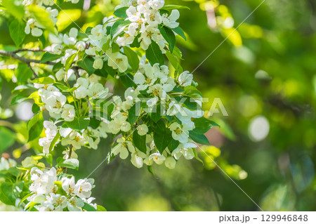 White blossoming apple trees. White apple tree flowers White blossoming apple trees. White apple tree flowers 129946848