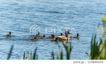 A family of ducks, a duck and its little ducklings are swimming in the water. The duck takes care of its newborn ducklings. Mallard, lat. Anas platyrhynchos A family of ducks, a duck and its little ducklings are swimming in the water. The duck takes care of its newborn ducklings. Mallard, lat. Anas platyrhynchos 129946850