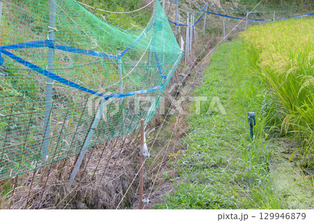 壊されたイノシシ侵入防止用の柵 壊されたイノシシ侵入防止用の柵 129946879