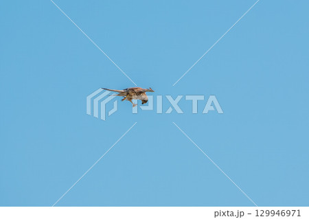 Common kestrel, Falco tinnunculus, hovered in the air in search of prey Common kestrel, Falco tinnunculus, hovered in the air in search of prey 129946971