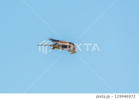 Common kestrel, Falco tinnunculus, hovered in the air in search of prey 129946972