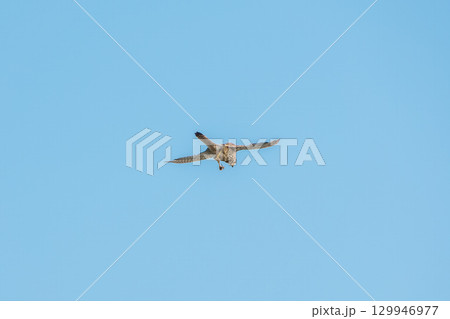 Common kestrel, Falco tinnunculus, hovered in the air in search of prey Common kestrel, Falco tinnunculus, hovered in the air in search of prey 129946977