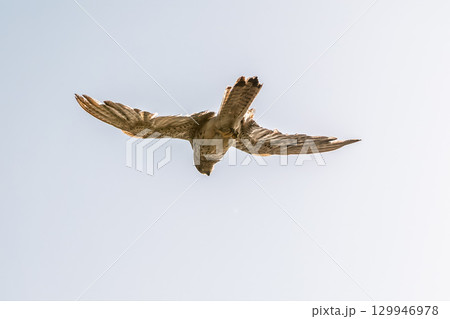 Common kestrel, Falco tinnunculus, hovered in the air in search of prey 129946978