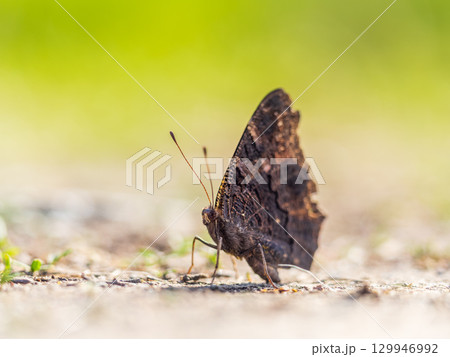 Peacock butterfly on the ground among the grass 129946992
