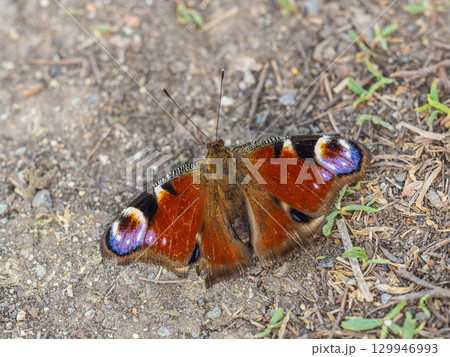 Peacock butterfly on the ground among the grass 129946993
