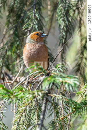 Common chaffinch, Fringilla coelebs, sits on a tree. Common chaffinch in wildlife. Common chaffinch, Fringilla coelebs, sits on a tree. Common chaffinch in wildlife. 129946996