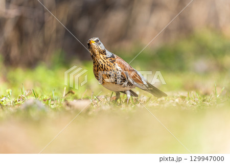 Wood bird Fieldfare, Turdus pilaris, on a sprng lawn. 129947000