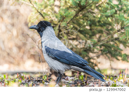Hooded crow, corvus cornix, standing on the lawn in the spring or summer 129947002