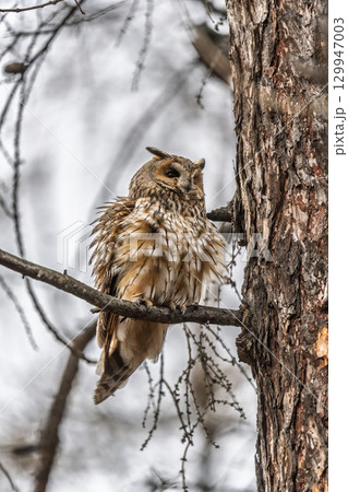 Long-eared owl (Asio otus), looking forward with wide opened eyes Long-eared owl (Asio otus), looking forward with wide opened eyes 129947003